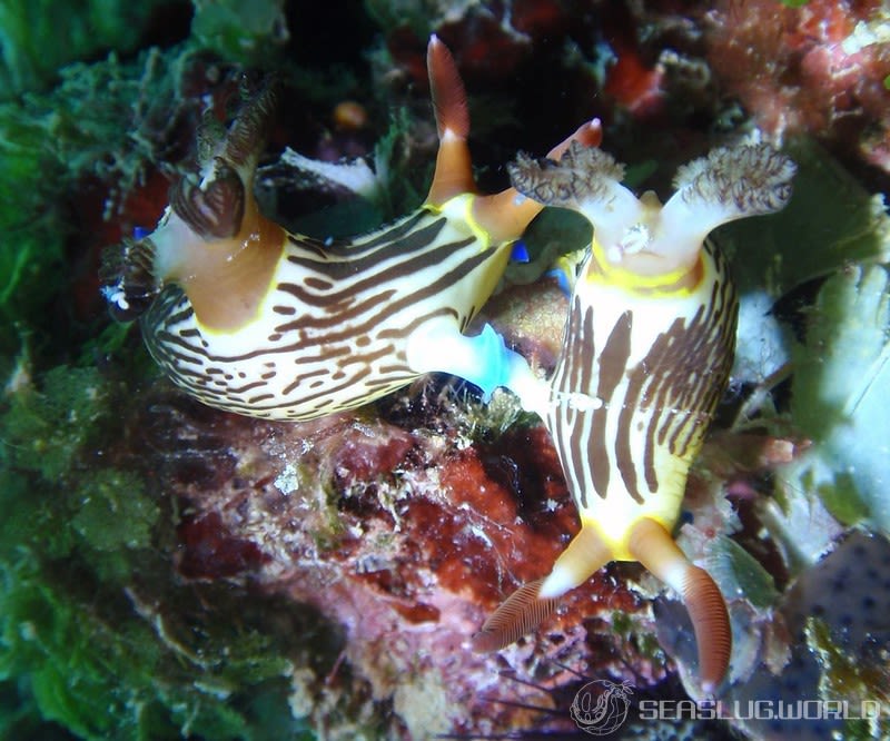 セグロリュウグウウミウシ Nembrotha chamberlaini