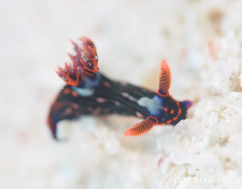 トウモンリュウグウウミウシ Nembrotha livingstonei