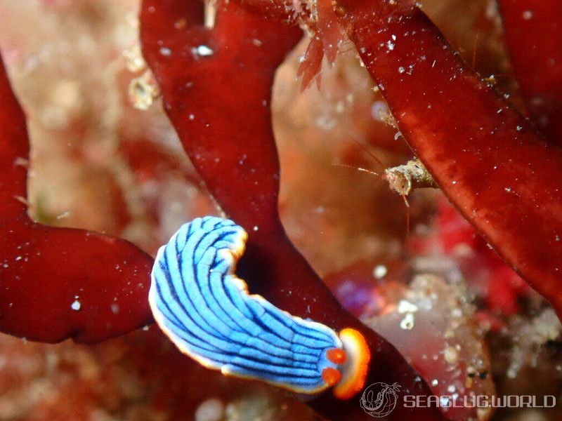 サメジマオトメウミウシ Dermatobranchus striatellus