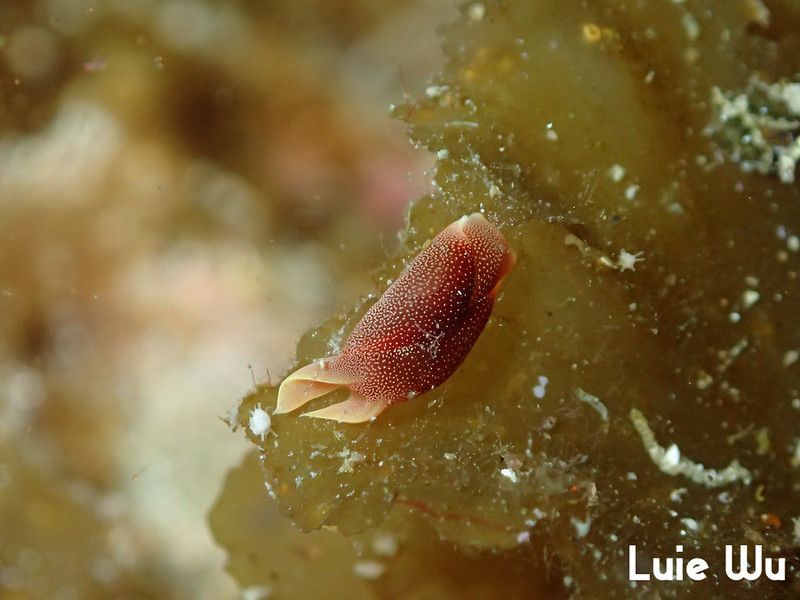 コナユキツバメガイ Chelidonura amoena