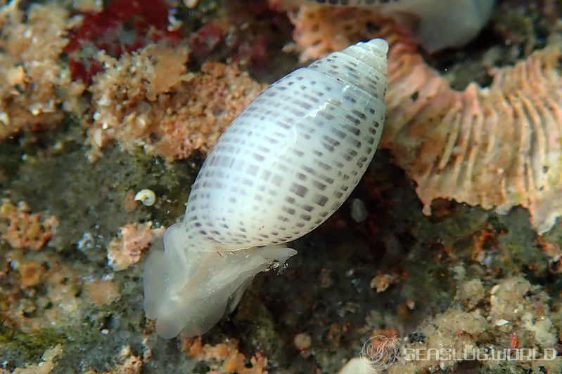 コシイノミガイ Pupa strigosa