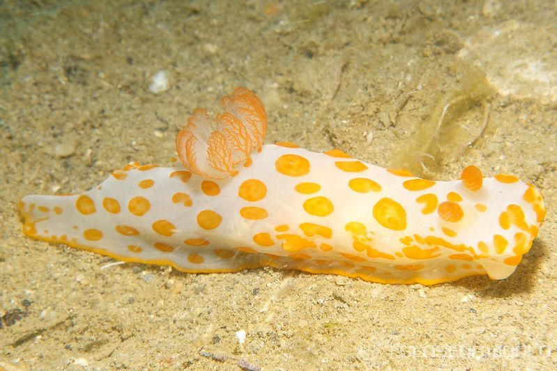 キイボキヌハダウミウシ Gymnodoris impudica