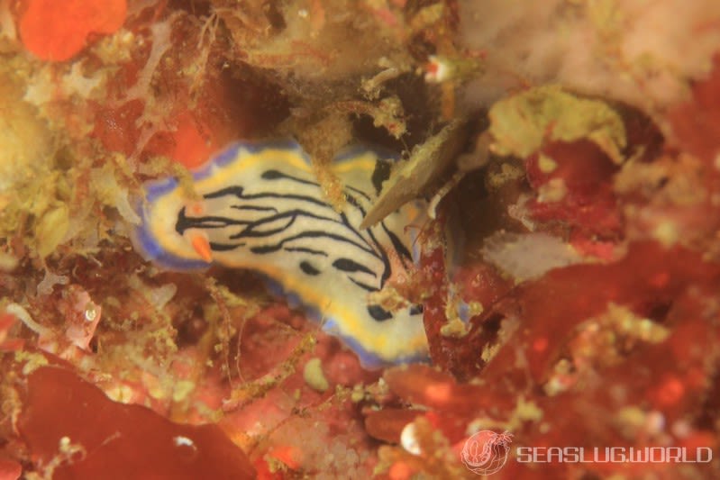 リュウモンイロウミウシ Hypselodoris maritima