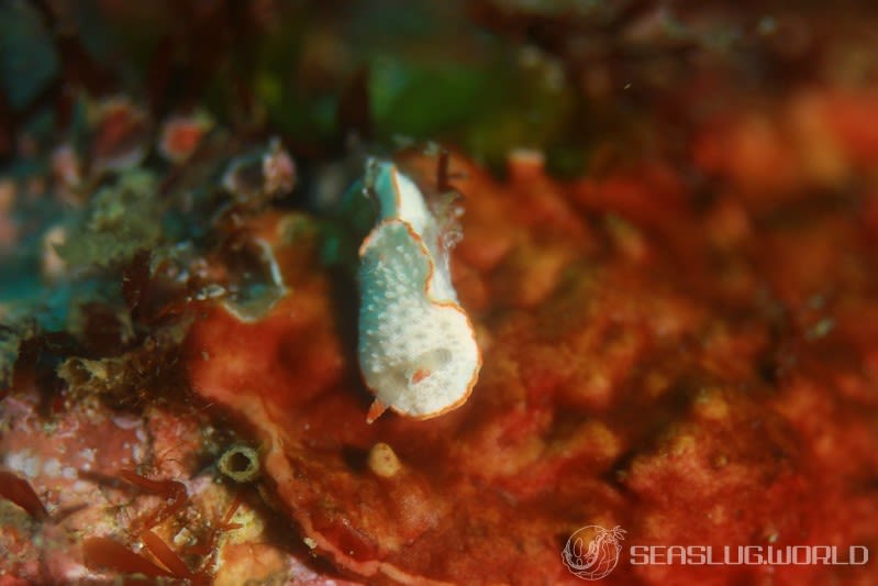 ミナミミツイラメリウミウシ Diaphorodoris sp. 1