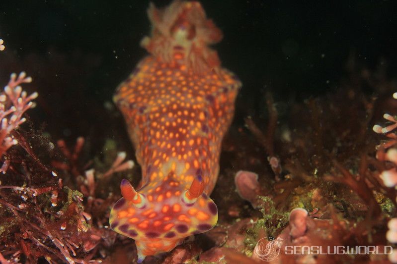 ニシキウミウシ Ceratosoma trilobatum