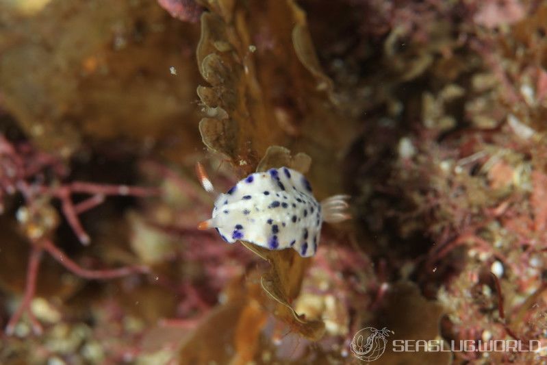 サガミイロウミウシ Hypselodoris sagamiensis