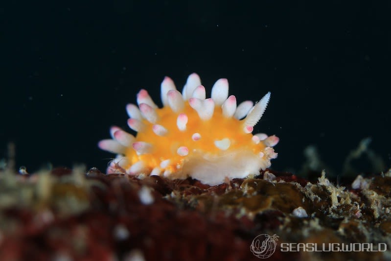 イガグリウミウシ Cadlinella ornatissima