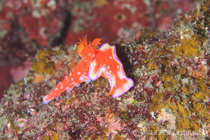 フタイロニシキウミウシ Ceratosoma bicolor