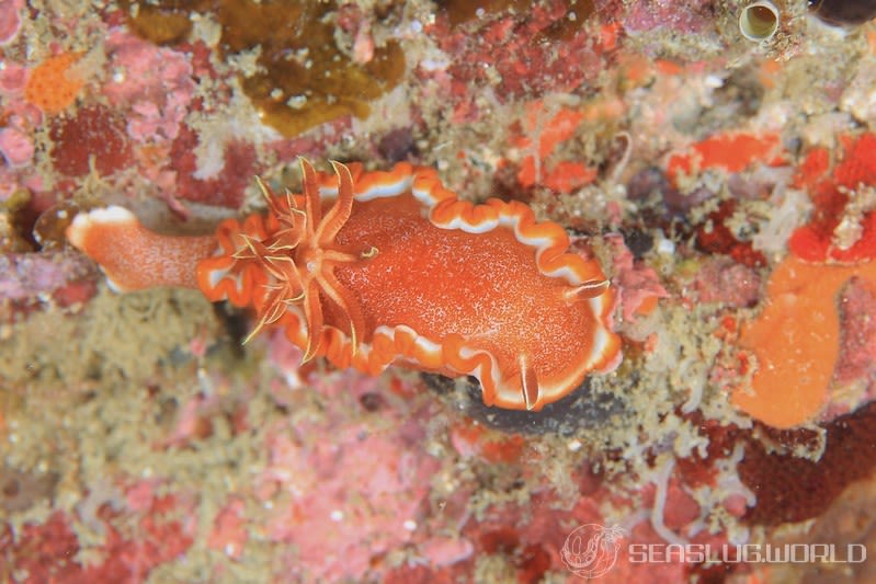 キャラメルウミウシ Glossodoris rufomarginata