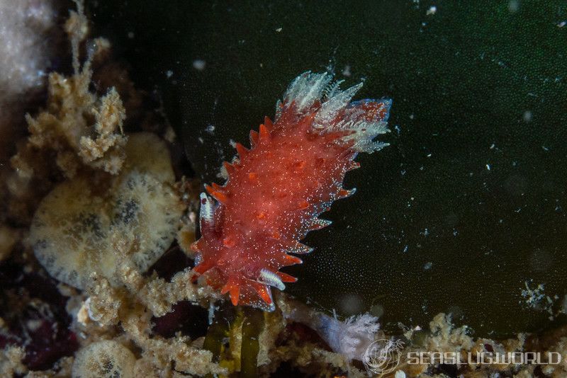 クロイバラウミウシ Okenia echinata