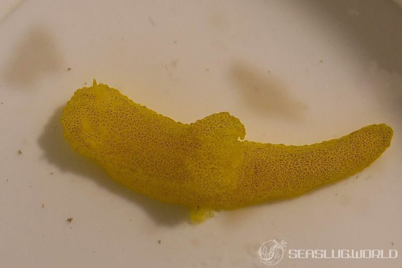 フイリレモンウミウシ Notodoris gardineri