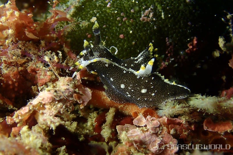 クロコソデウミウシ Polycera hedgpethi