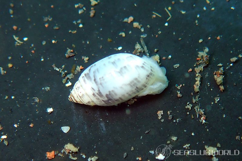 コシイノミガイ Pupa strigosa