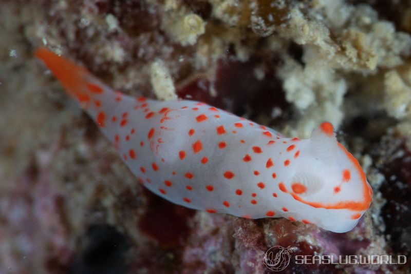 アカボシウミウシ Gymnodoris alba