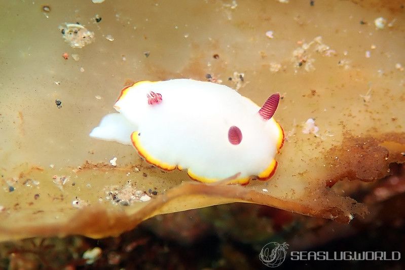 シラヒメウミウシ Goniobranchus sinensis