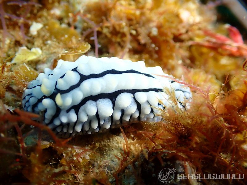 タテヒダイボウミウシ Phyllidia varicosa