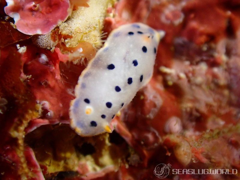 ウスイロウミウシ Hypselodoris placida