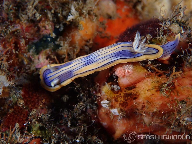 コンガスリウミウシ Chromodoris sp. 1