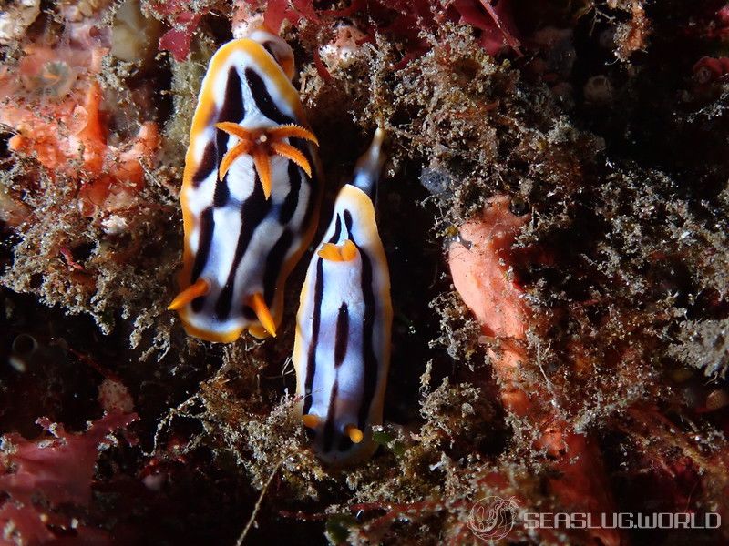 シボリイロウミウシ Chromodoris strigata