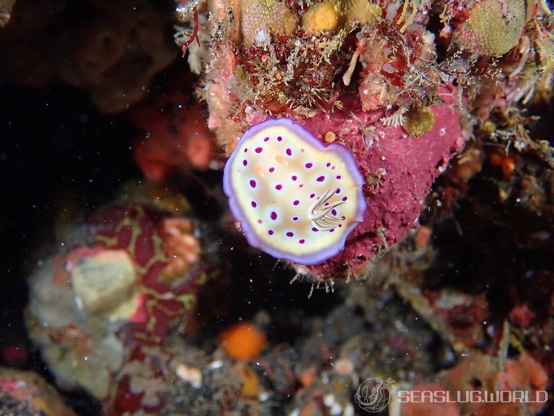 オトヒメウミウシ Goniobranchus kuniei