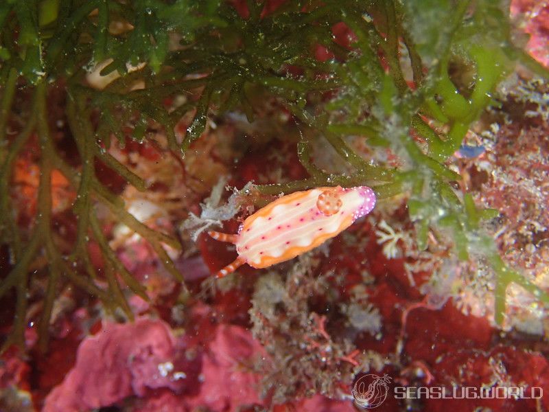 センテンイロウミウシ Hypselodoris decorata