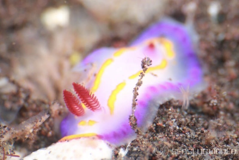 ハナイロウミウシ Thorunna florens