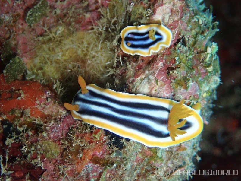 クロシオイロウミウシ Chromodoris sp. 3