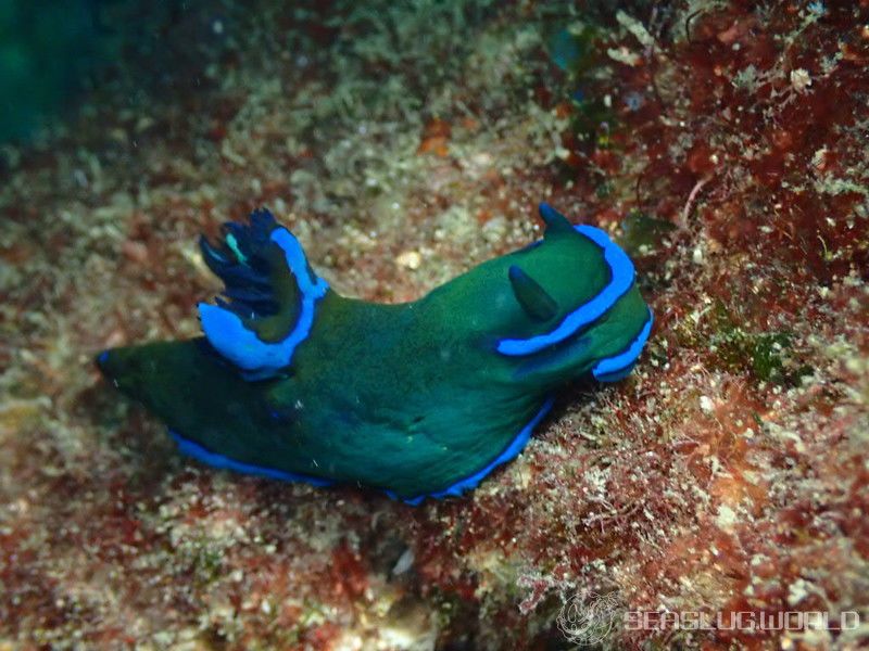 ミドリリュウグウウミウシ Tambja morosa