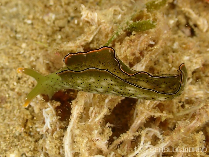 コノハミドリガイ Elysia marginata