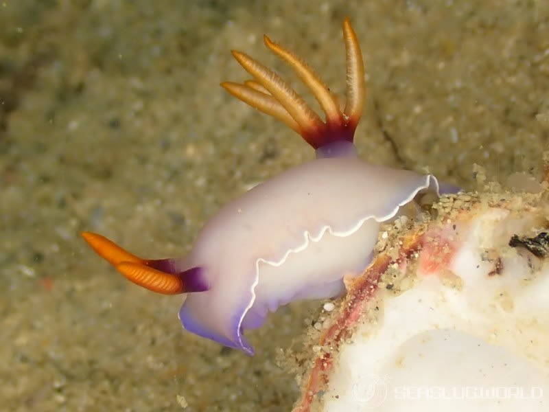 ゾウゲイロウミウシ Hypselodoris bullockii