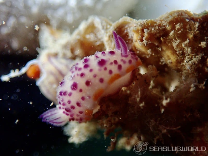 レンゲウミウシ Mexichromis multituberculata