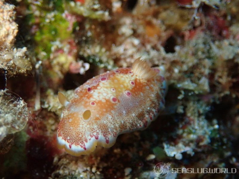 ヒャクメウミウシ Goniobranchus sp. 1