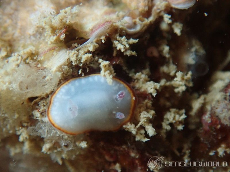 ミナミシラヒメウミウシ Goniobranchus verrieri