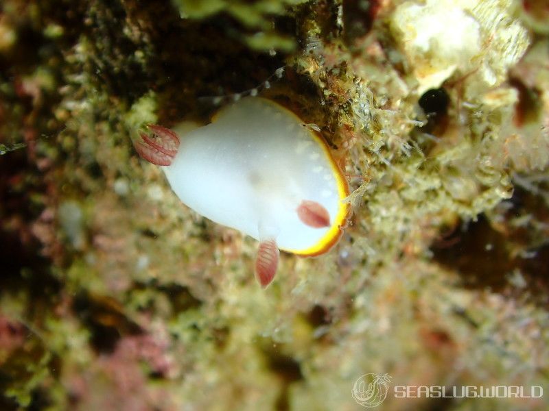 ミナミシラヒメウミウシ Goniobranchus verrieri