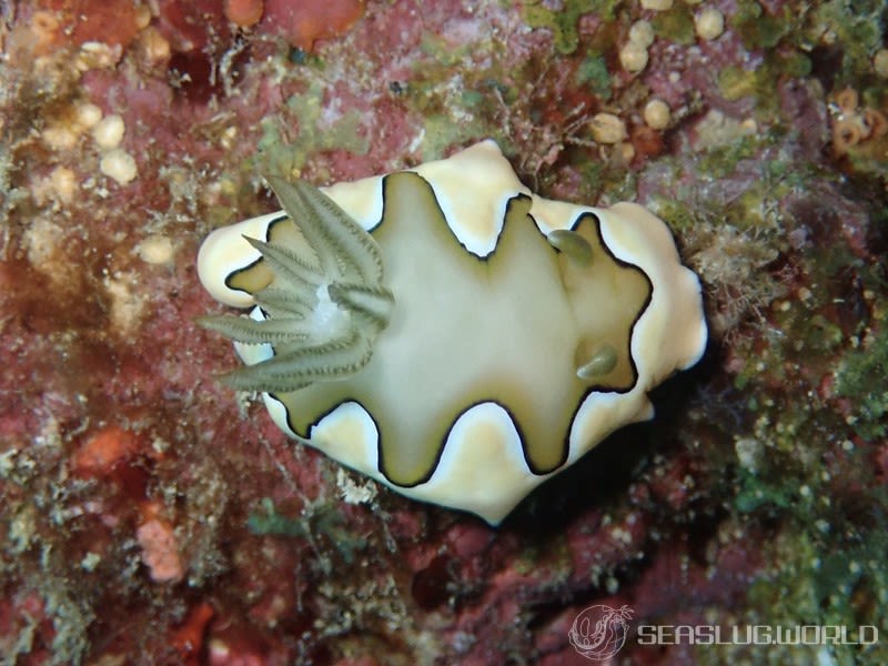 シラナミイロウミウシ Goniobranchus coi