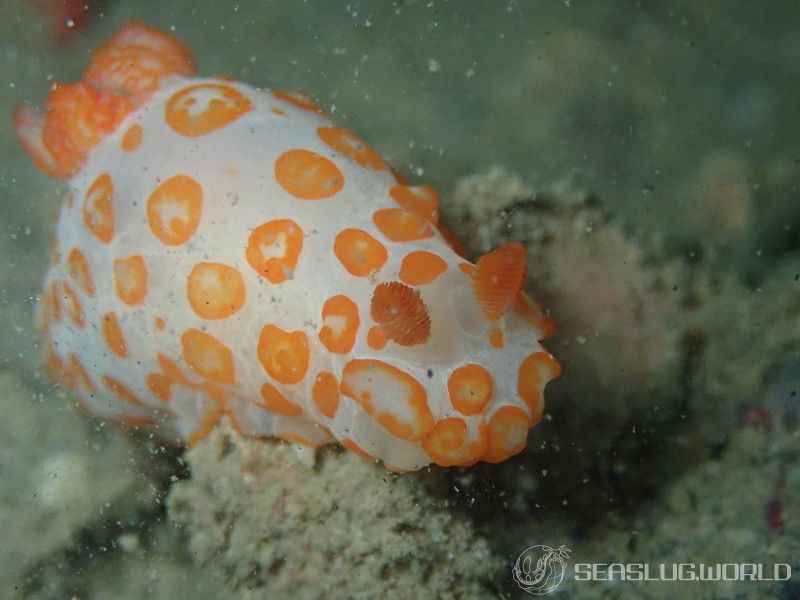 キイボキヌハダウミウシ Gymnodoris impudica