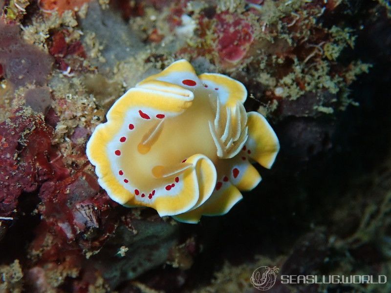 アカテンイロウミウシ Ardeadoris cruenta