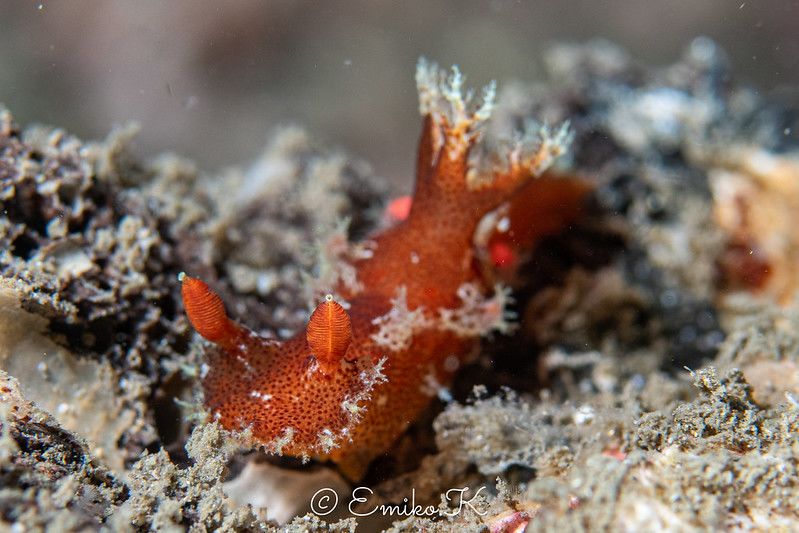 ベッコウヒカリウミウシ Plocamopherus imperialis