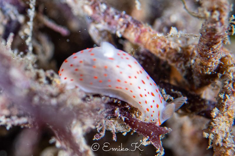 キヌハダウミウシ属の一種 31 Gymnodoris sp.31