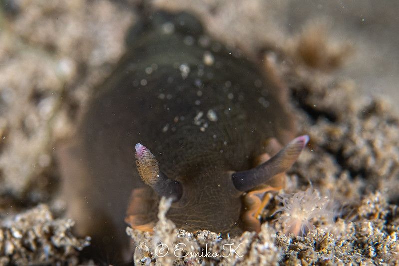 クロシタナシウミウシ Dendrodoris arborescens