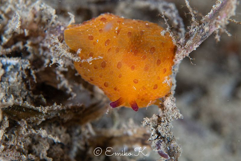 カメノコフシエラガイ Pleurobranchus peronii