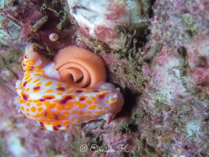 ケラトソマ・アモエヌム Ceratosoma amoenum