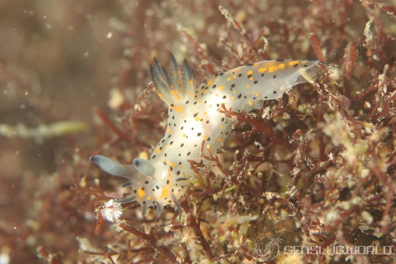 コソデウミウシ Polycera abei