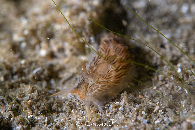 カスミミノウミウシ属の一種 11 Cerberilla sp.11