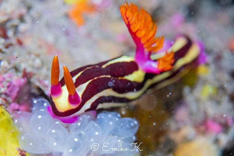 ネムブロータ・パーピュアオリネアタ Nembrotha purpureolineata