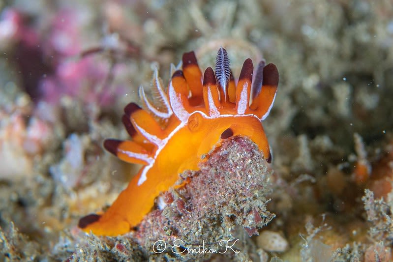 セラトドーリス・メリタ Ceratodoris mellita