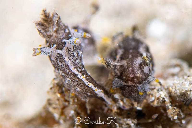 クロコソデウミウシ Polycera hedgpethi