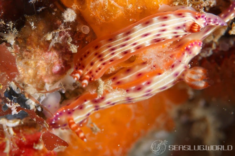 センテンイロウミウシ Hypselodoris decorata