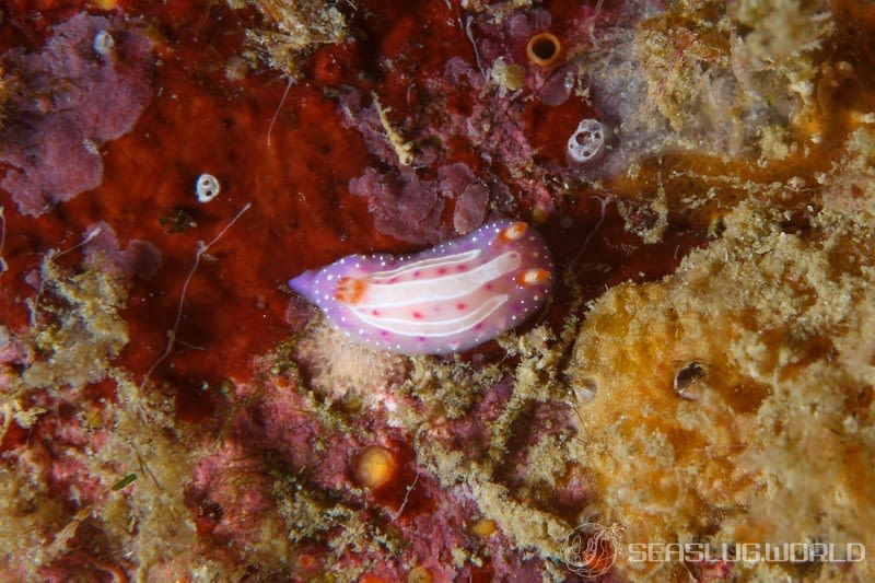 イチゴミルクウミウシ Mexichromis aurora