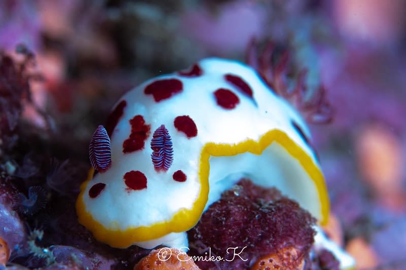 ゴニオブランクス・スプレンディドゥス Goniobranchus splendidus